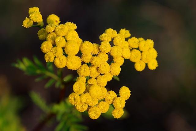Exploring‍ the Soothing Power of Blue Tansy in Skincare
