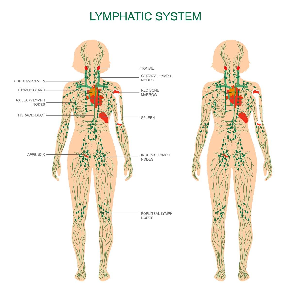 The Science‌ Behind Lymphatic Drainage and Its Benefits ⁤for Skin Health