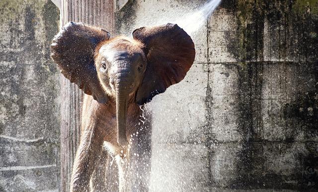 Application Tips: Maximizing the Benefits of Drunk elephant's Signature ‍Serum