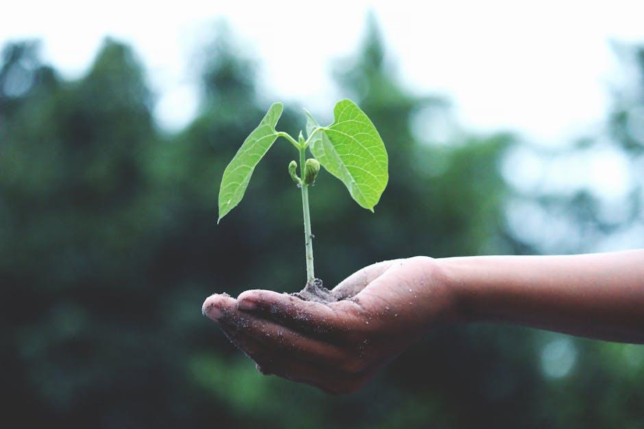 Sustainability Matters: The⁤ Ethical‌ Journey Behind Pai Skincare’s​ Ingredients